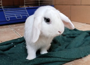 bunny-2.jpg