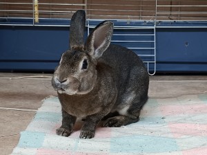 bob-3.jpg
