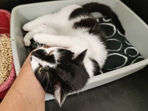 felix-3.jpg