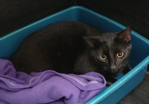 lucifer-2.jpg