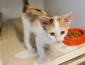 daisy-1.jpg