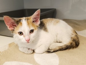 daisy-2.jpg
