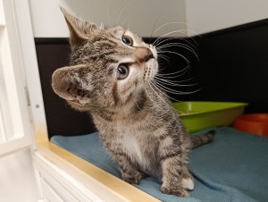 lilly-3.jpg