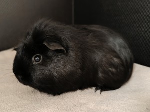 sirius-2.jpg