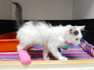 pedro-2.jpg