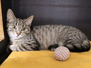 loky-1.jpg