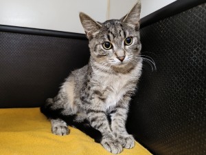 loky-3.jpg