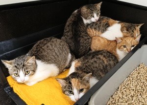 pet-1.jpg