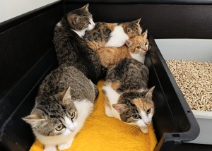 pet-2.jpg